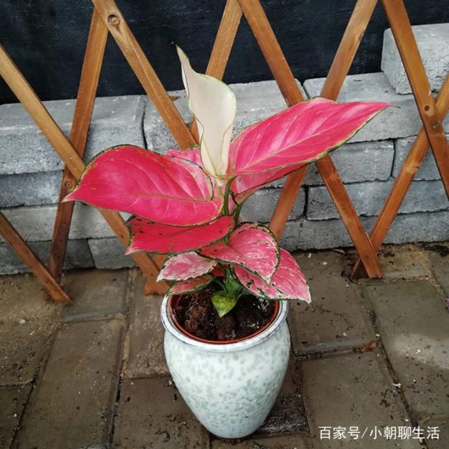蓝梅种植方法:掌握关键技巧,培育美味果实